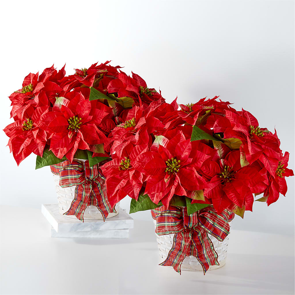 Happiest Holidays Poinsettia Bundle – Greater Wichita Flower Shop, Wichita KS