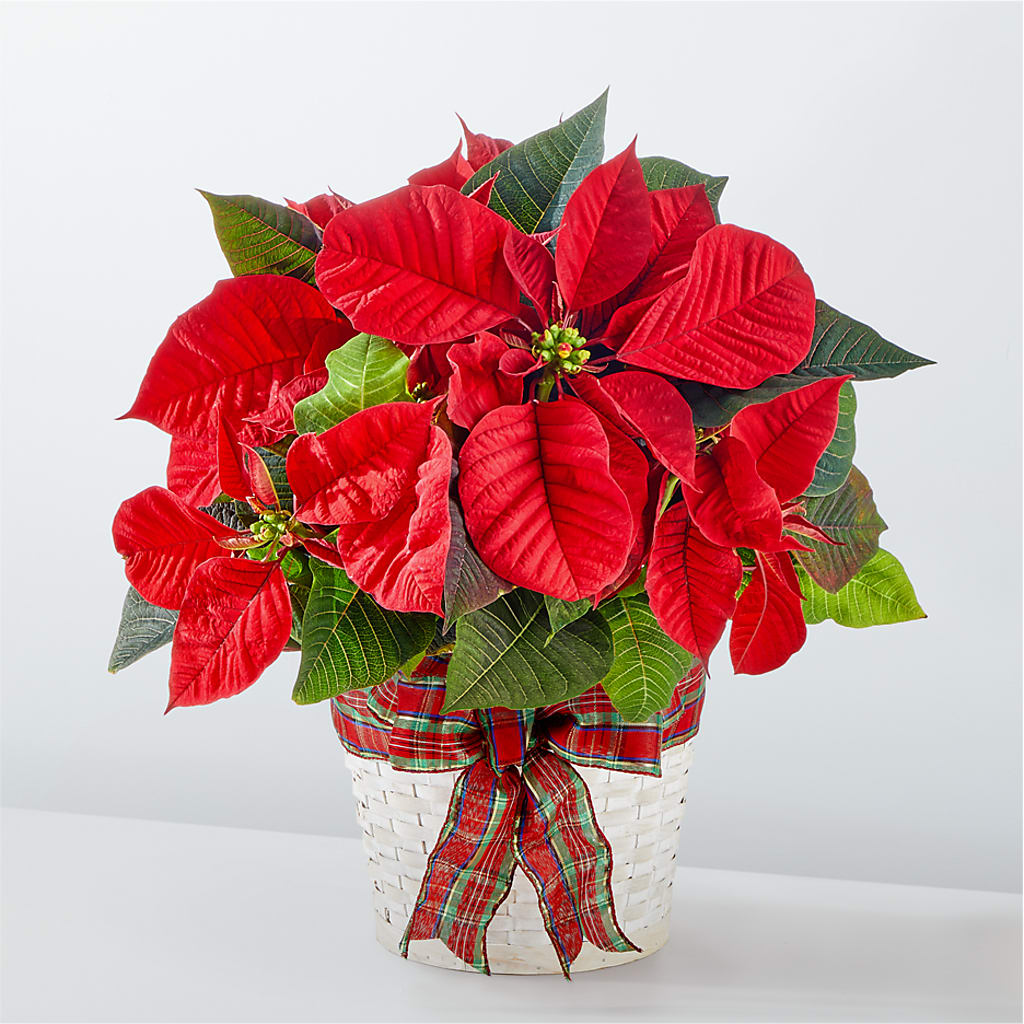 Happiest Holidays Poinsettia – Greater Wichita Flower Shop, Wichita KS