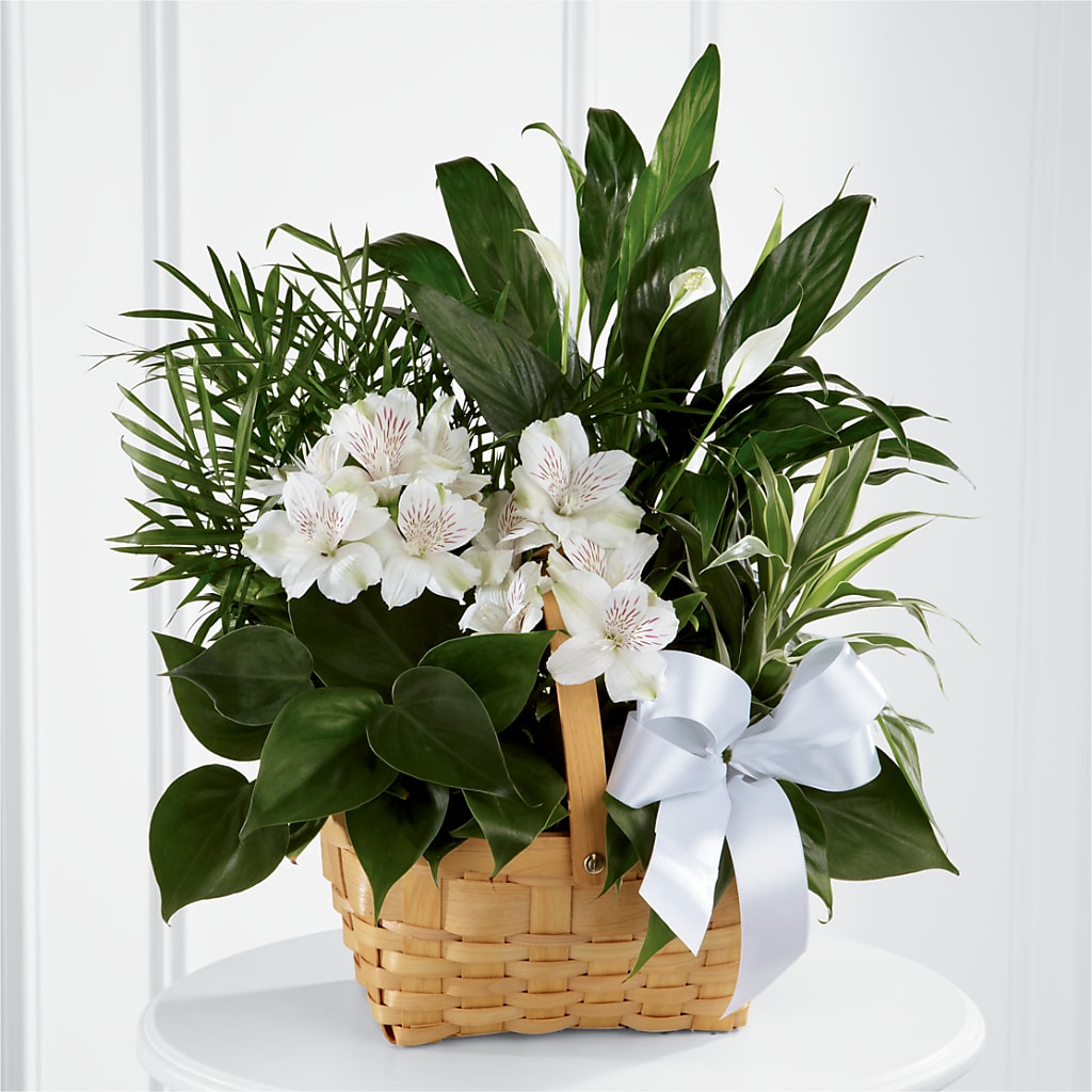 Peace & Serenity Dishgarden – Greater Wichita Flower Shop, Wichita KS