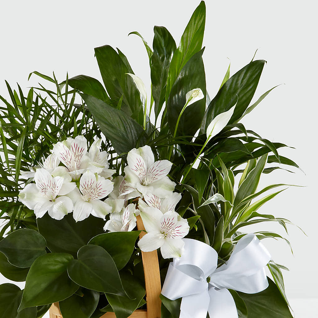 Peace & Serenity Dishgarden – Greater Wichita Flower Shop, Wichita KS