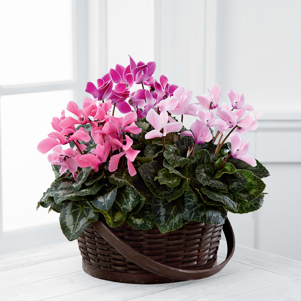 Mixed Cyclamen Planter – Greater Wichita Flower Shop, Wichita KS