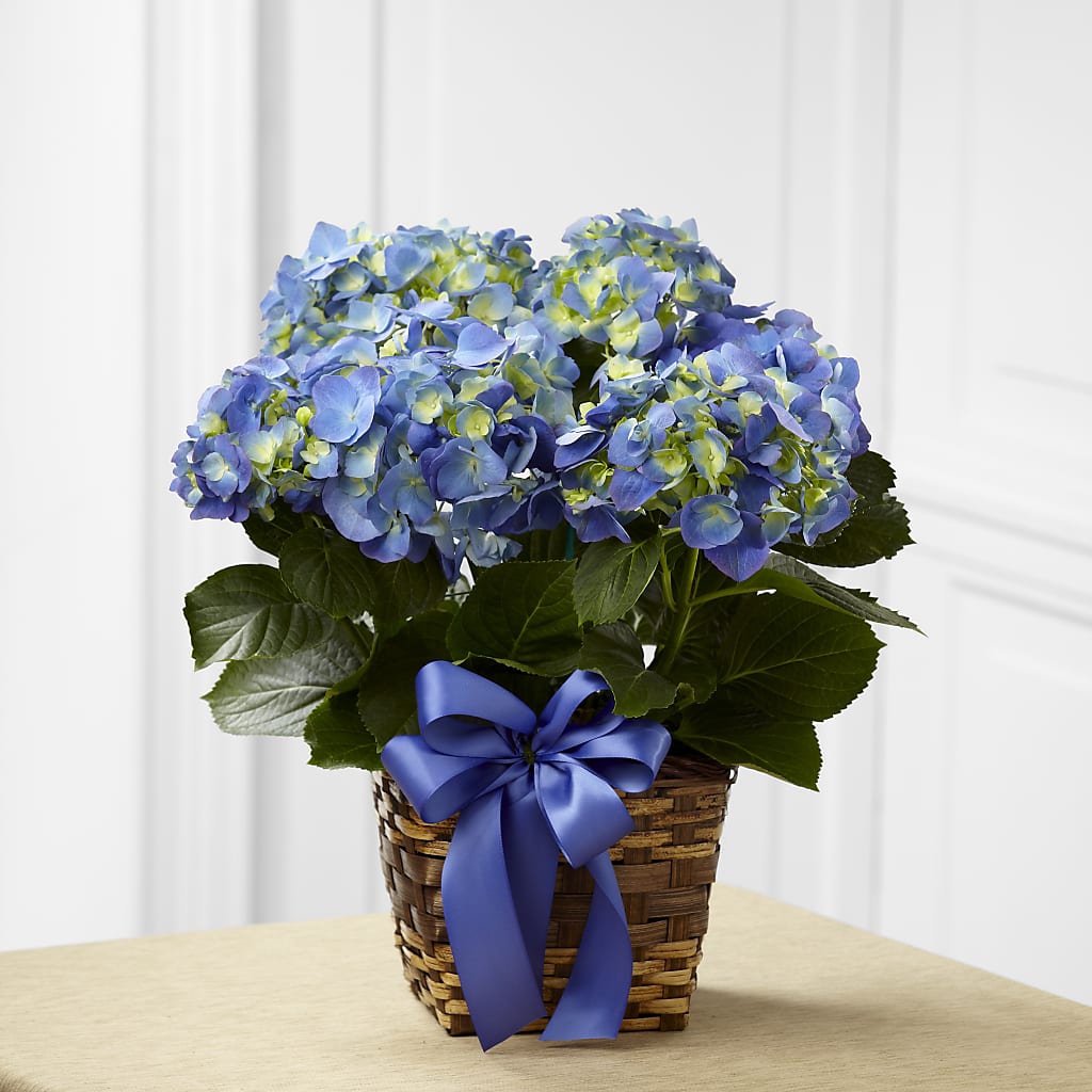 Blue Hydrangea Planter – Greater Wichita Flower Shop, Wichita KS