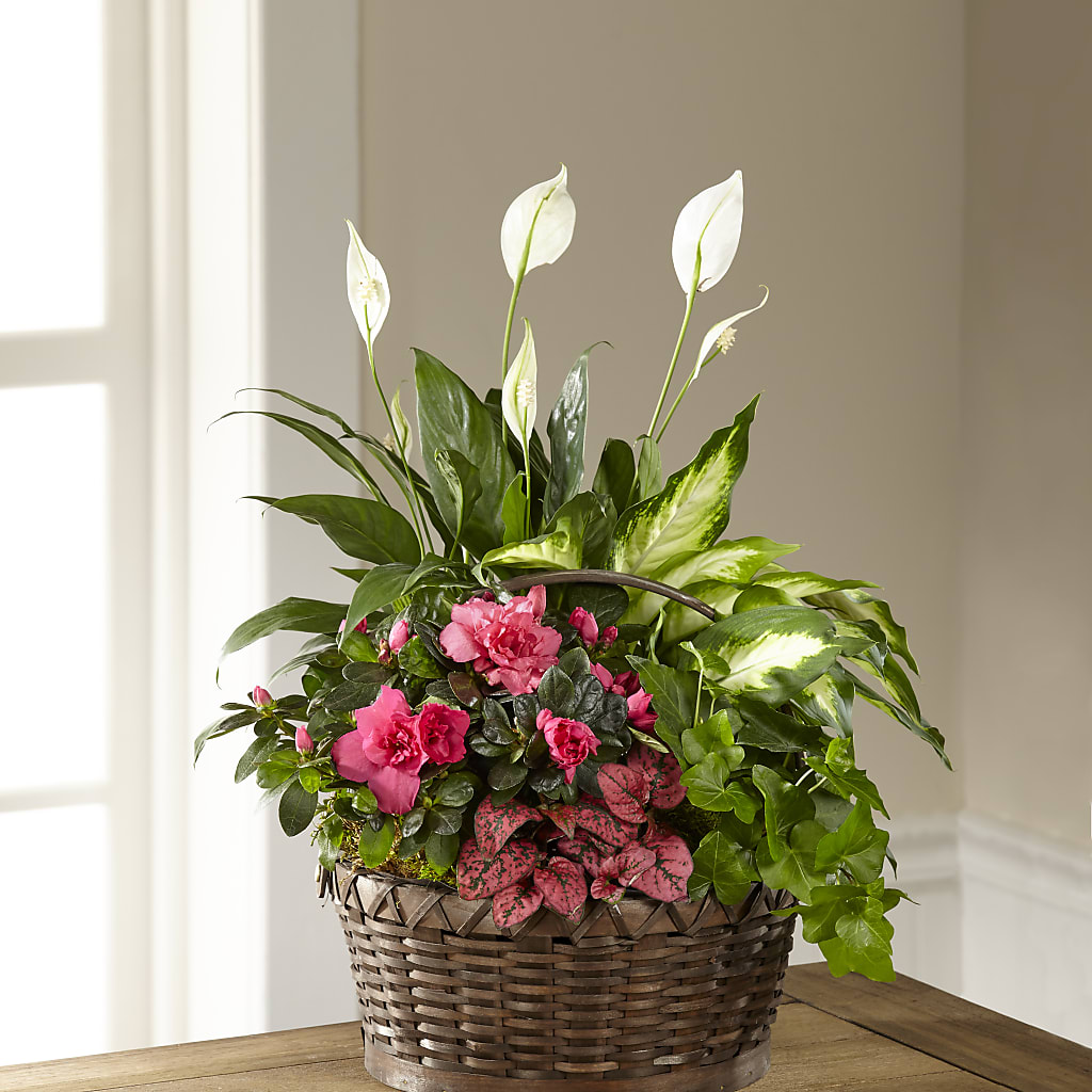 Dream in Pink Dishgarden – Greater Wichita Flower Shop, Wichita KS