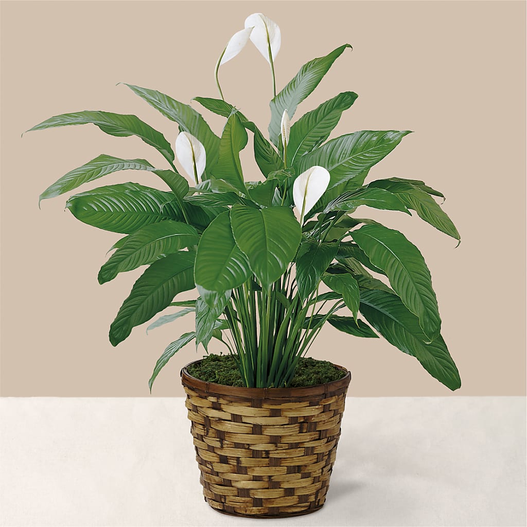 Tranquil Moments Peace Lily Plant – Greater Wichita Flower Shop, Wichita KS