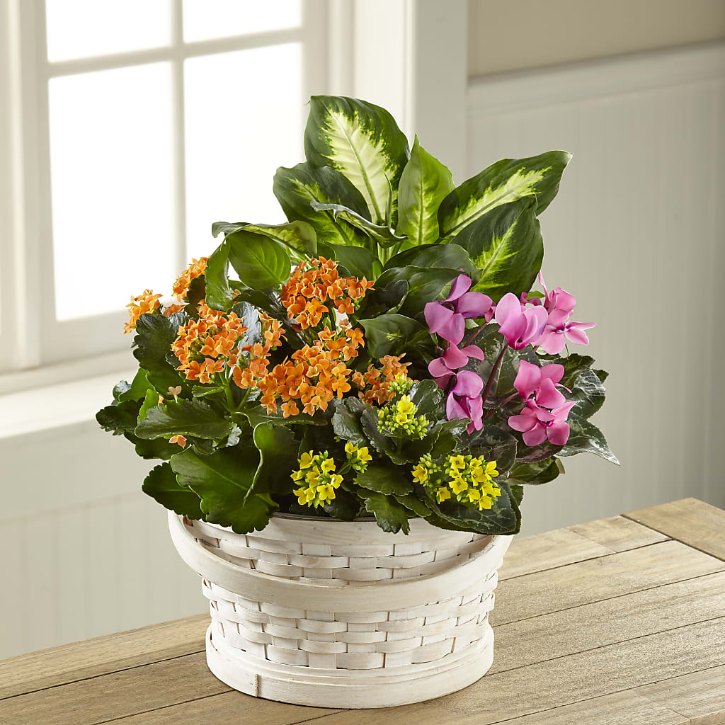 Color Crush Dishgarden – Greater Wichita Flower Shop, Wichita KS