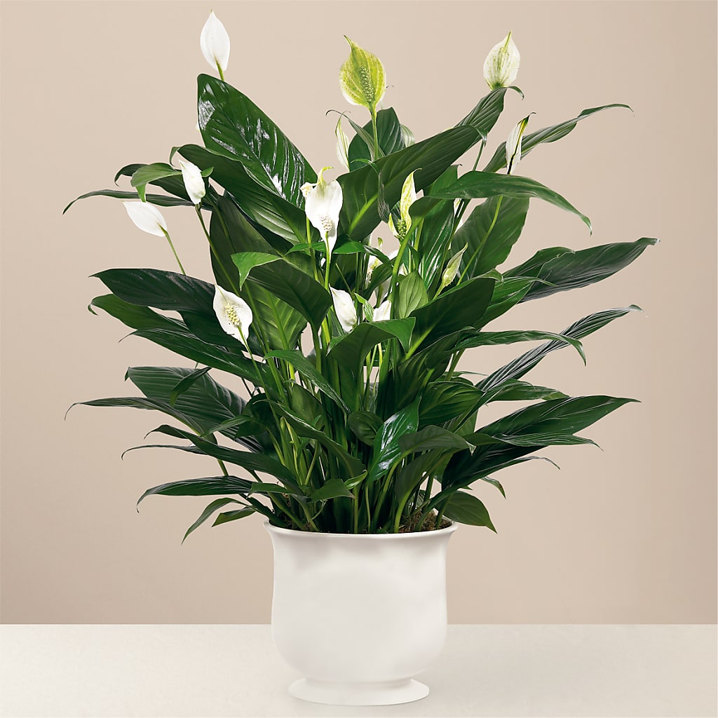 Comfort Planter – Greater Wichita Flower Shop, Wichita KS