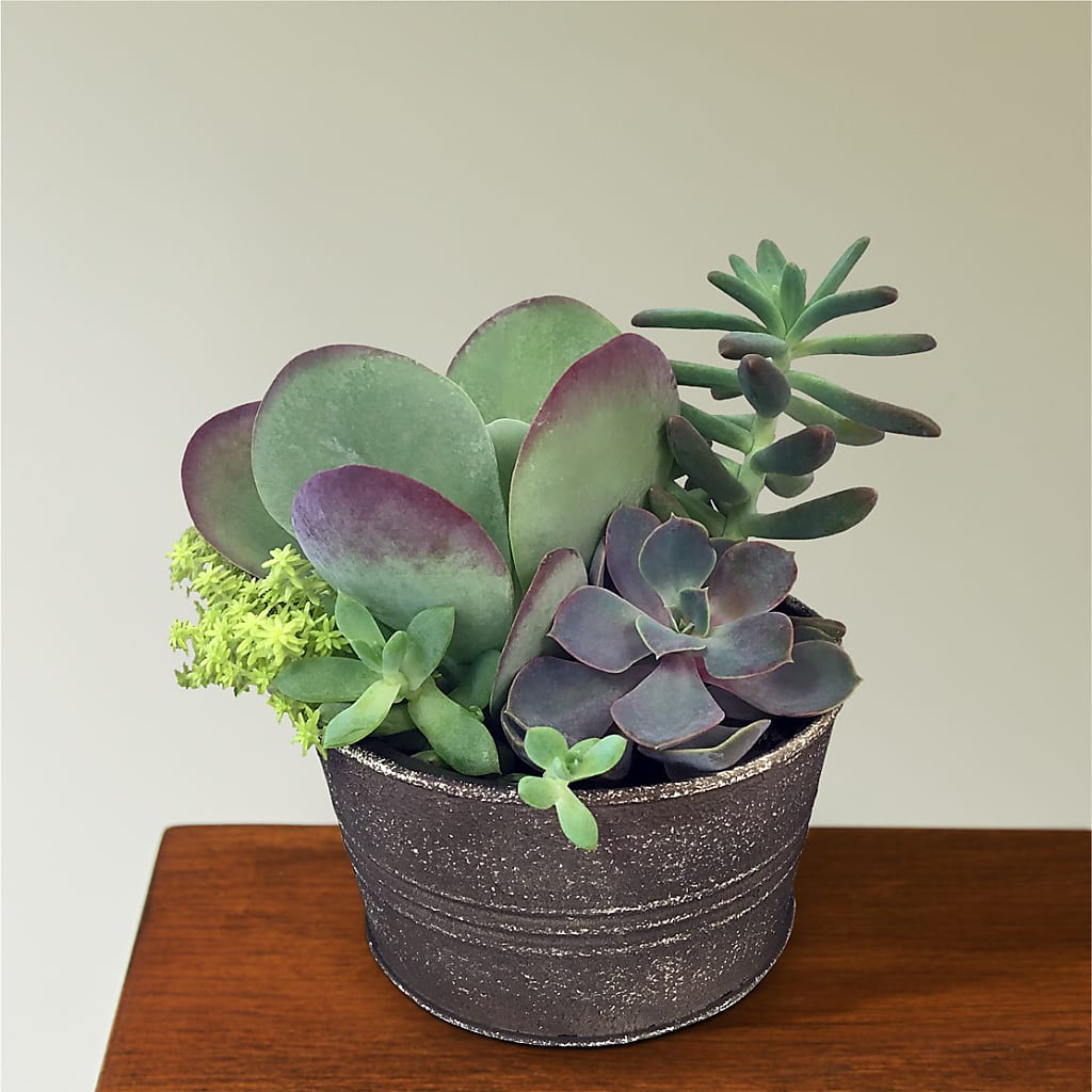 Lush Succulent Garden – Greater Wichita Flower Shop, Wichita KS