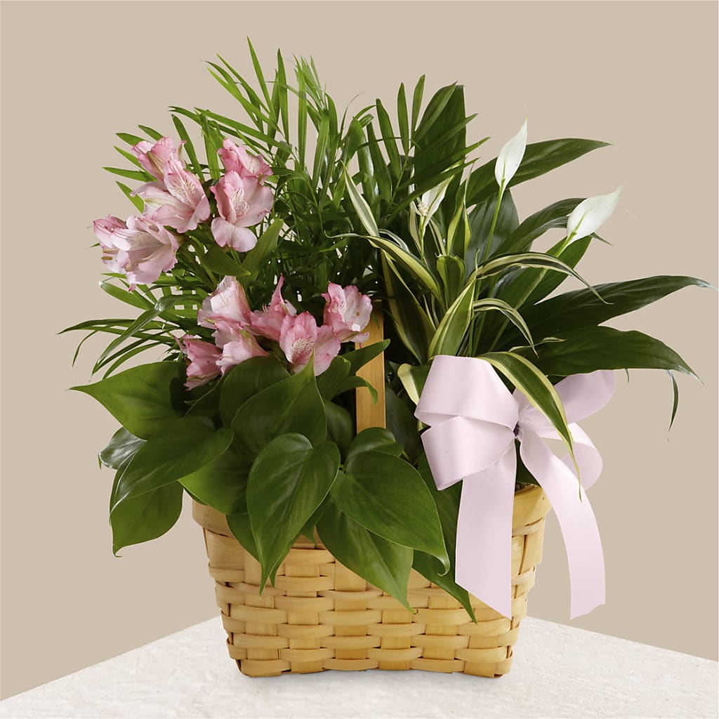 Living Spirit Dishgarden – Greater Wichita Flower Shop, Wichita KS