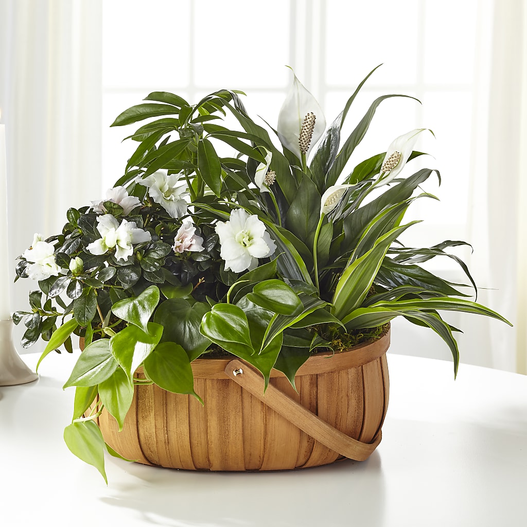 Serene Dishgarden – Greater Wichita Flower Shop, Wichita KS