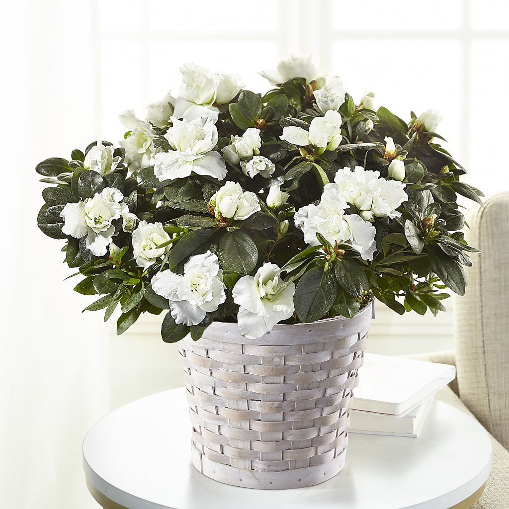 White Azalea Plant – Greater Wichita Flower Shop, Wichita KS