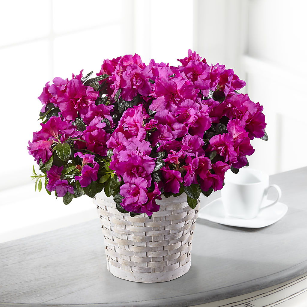 Hope & Serenity Azalea Plant – Greater Wichita Flower Shop, Wichita KS