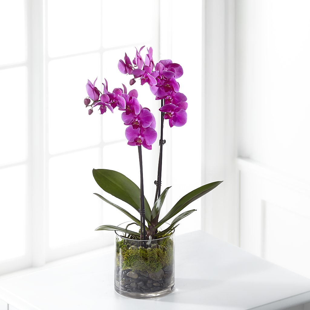 Pink Orchid Plant – Greater Wichita Flower Shop, Wichita KS