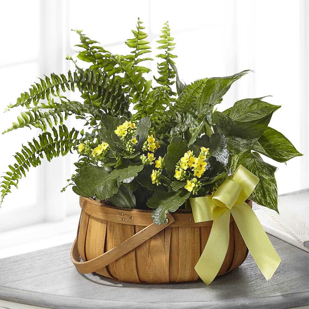 Always Dear Dishgarden – Greater Wichita Flower Shop, Wichita KS
