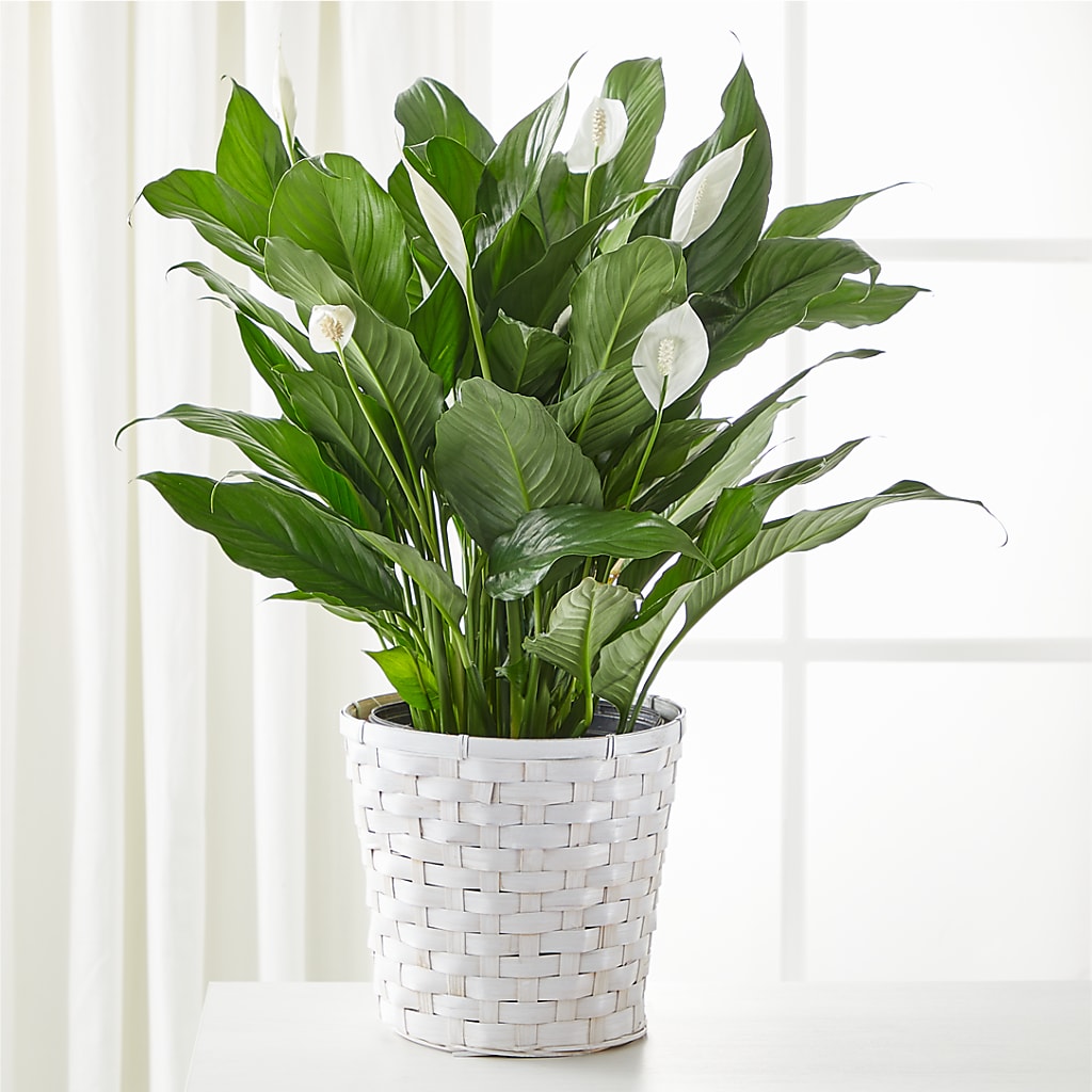 A New Leaf Peace Lily – Greater Wichita Flower Shop, Wichita KS
