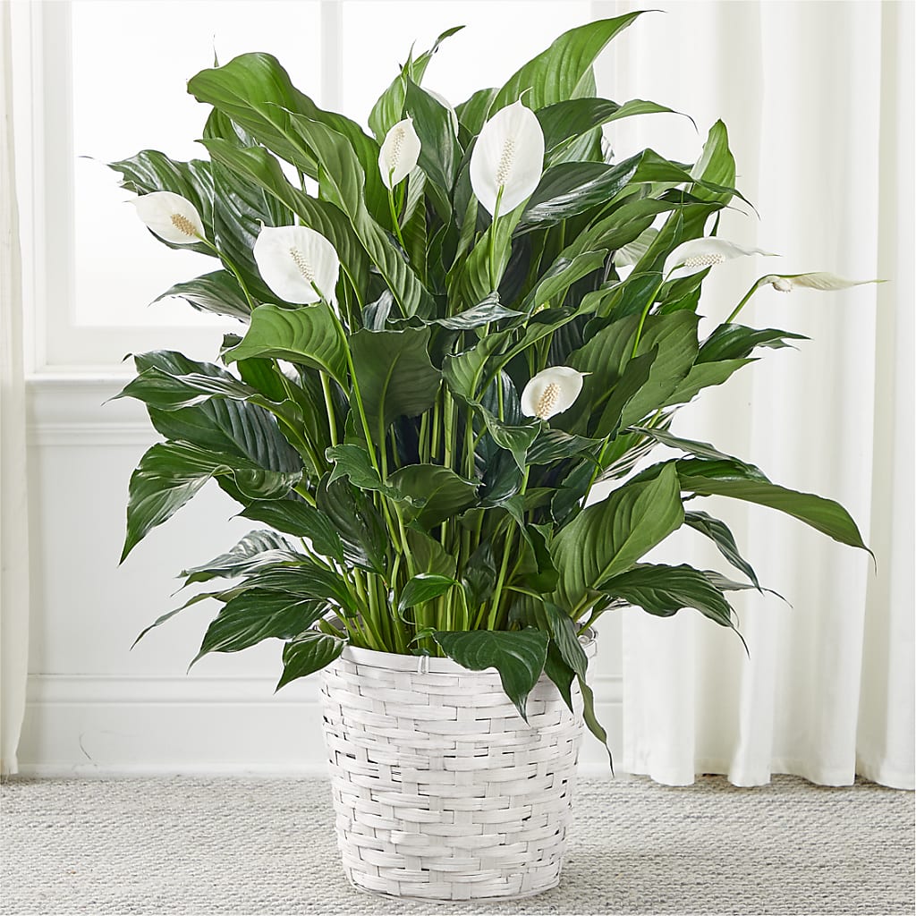 A New Leaf Peace Lily – Greater Wichita Flower Shop, Wichita KS
