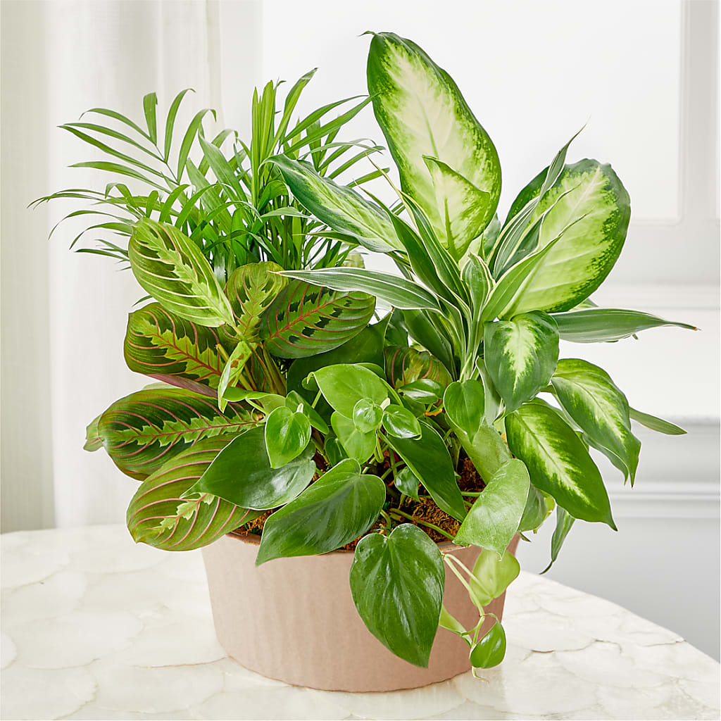 Balance & Harmony Dishgarden – Greater Wichita Flower Shop, Wichita KS