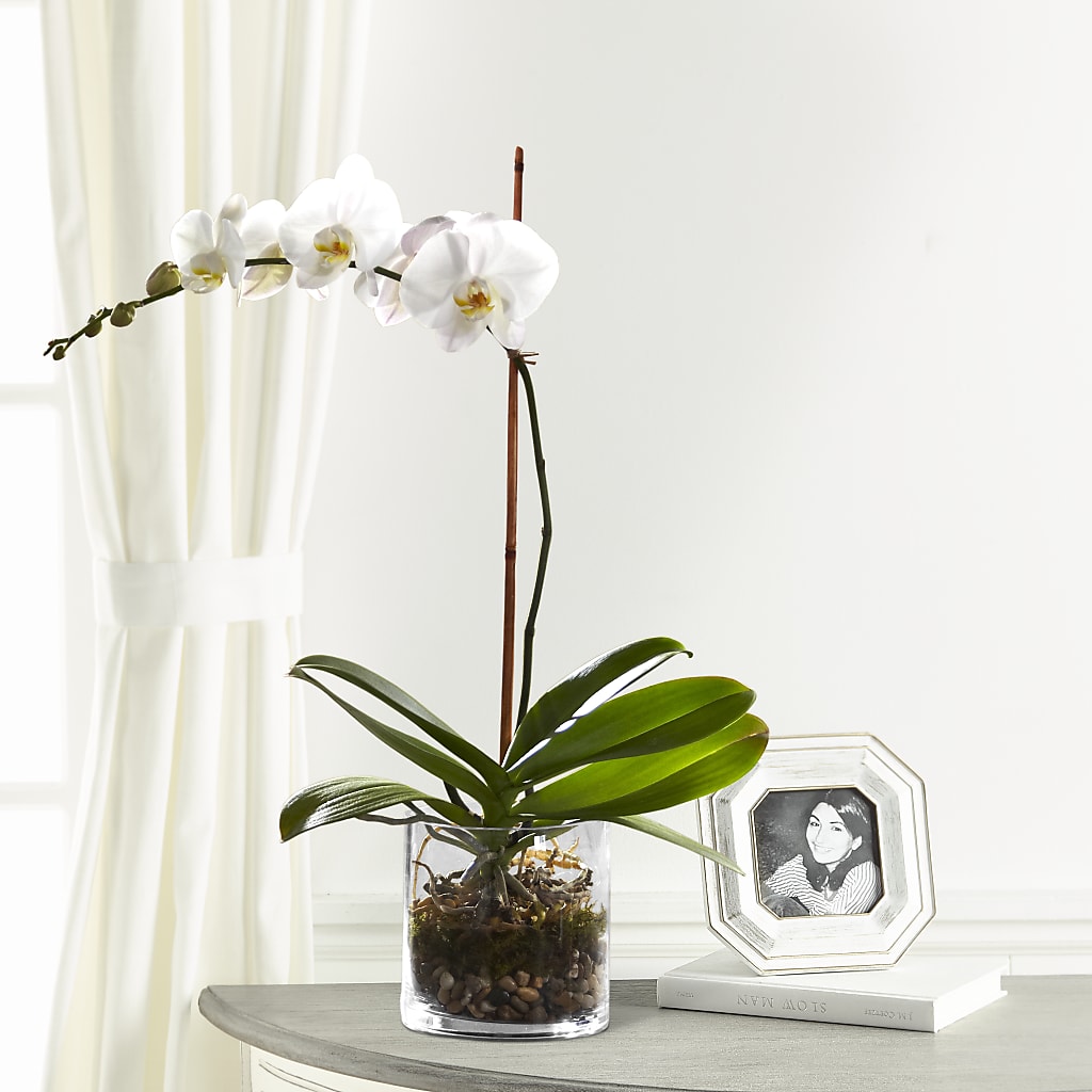 White Orchid Planter – Greater Wichita Flower Shop, Wichita KS
