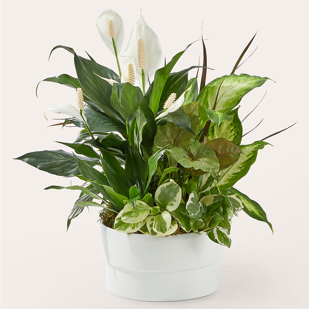 Radiating Positivity Dishgarden – Greater Wichita Flower Shop, Wichita KS