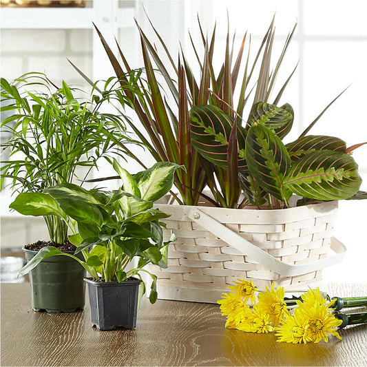 Florist Designed Blooming and Green Plants in a Basket –  Greater Wichita Flower Shop, Wichita KS