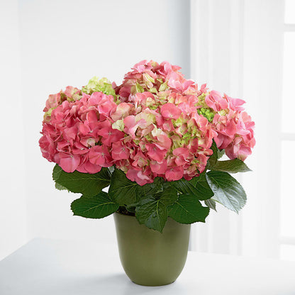 Pink Hydrangea Planter –  Greater Wichita Flower Shop, Wichita KS