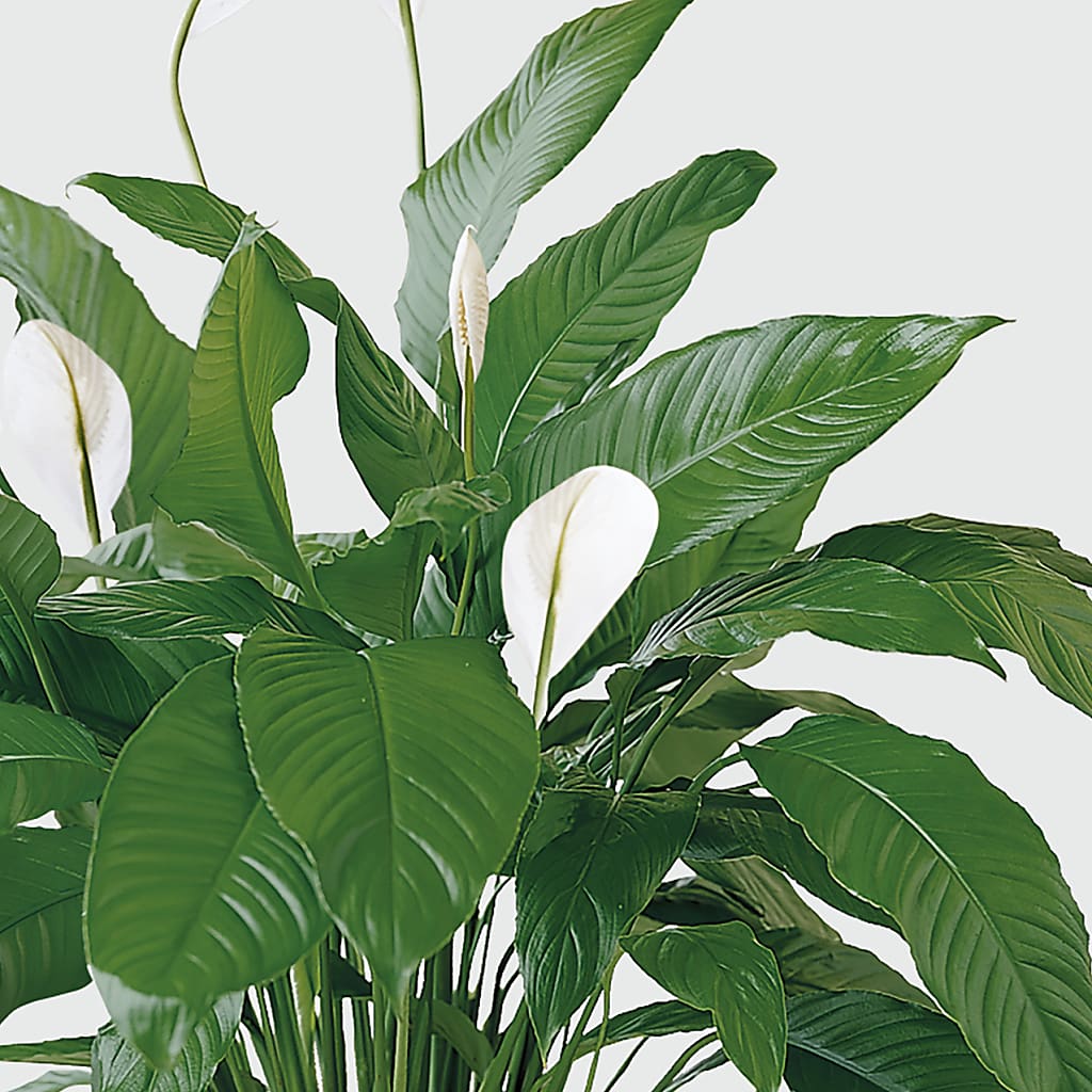 Tranquil Moments Peace Lily Plant –  Greater Wichita Flower Shop, Wichita KS