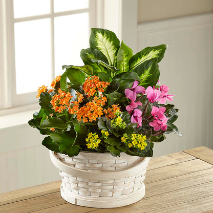 Color Crush Dishgarden –  Greater Wichita Flower Shop, Wichita KS
