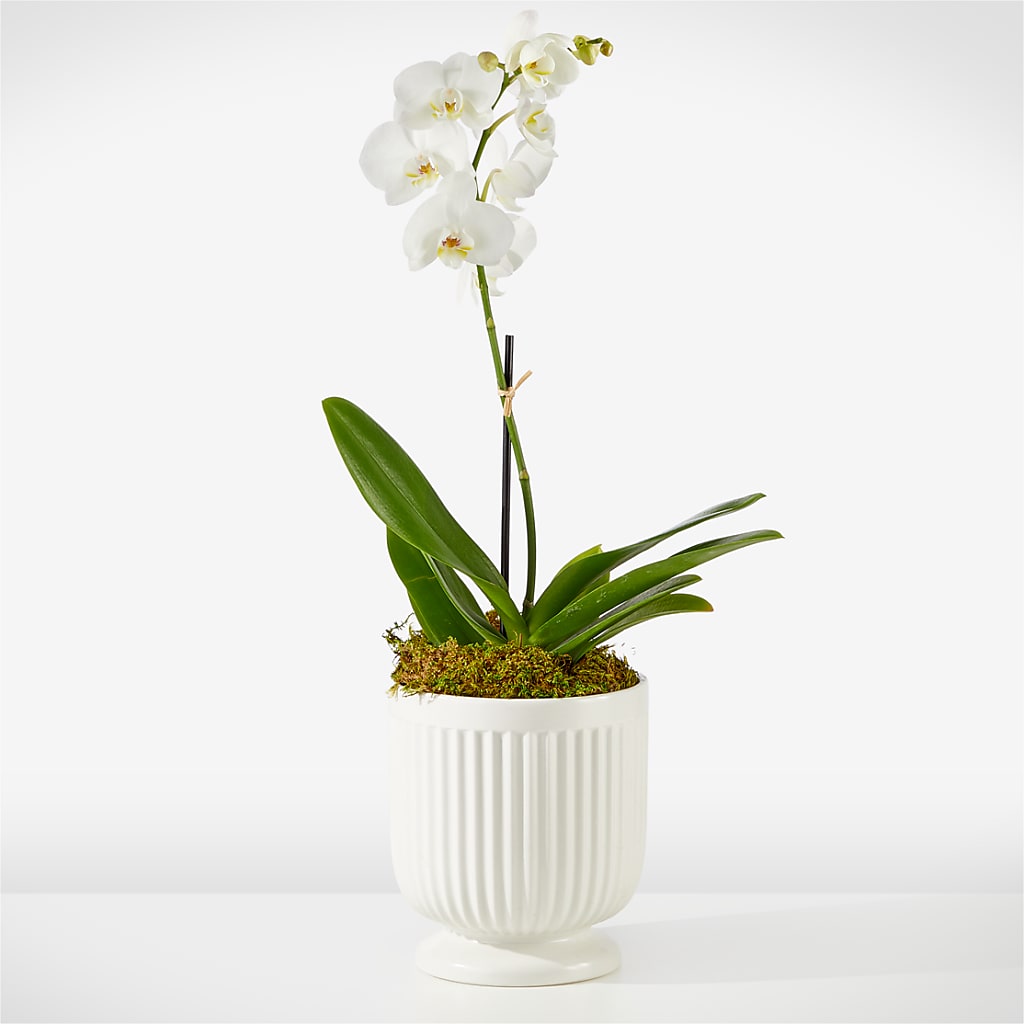 Whispering White Orchid –  Greater Wichita Flower Shop, Wichita KS