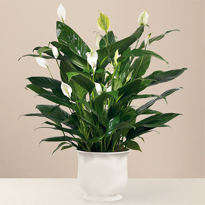 Comfort Planter –  Greater Wichita Flower Shop, Wichita KS