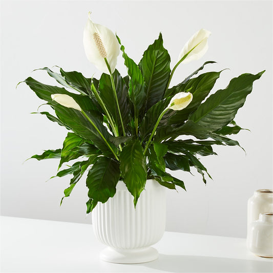 Comfort Planter –  Greater Wichita Flower Shop, Wichita KS
