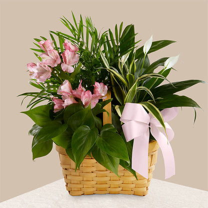 Living Spirit Dishgarden –  Greater Wichita Flower Shop, Wichita KS