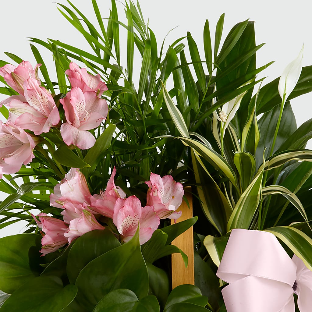 Living Spirit Dishgarden –  Greater Wichita Flower Shop, Wichita KS