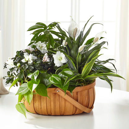 Serene Dishgarden –  Greater Wichita Flower Shop, Wichita KS