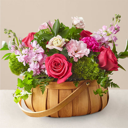 Cesta Radiance in Bloom