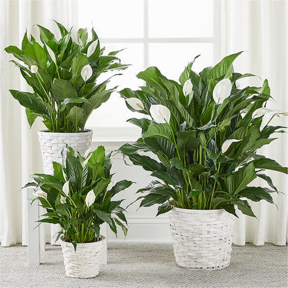 A New Leaf Peace Lily –  Greater Wichita Flower Shop, Wichita KS