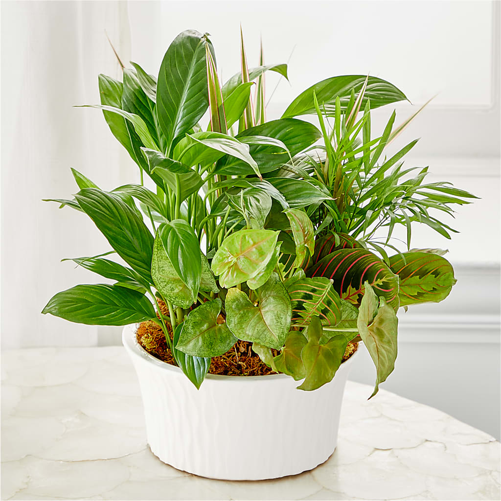 Balance & Harmony Dishgarden –  Greater Wichita Flower Shop, Wichita KS
