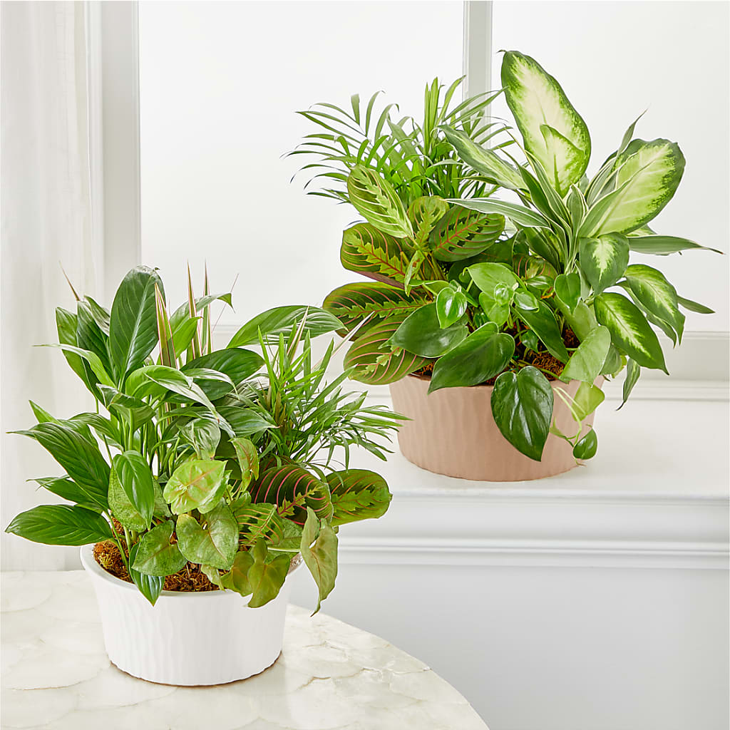 Balance & Harmony Dishgarden –  Greater Wichita Flower Shop, Wichita KS