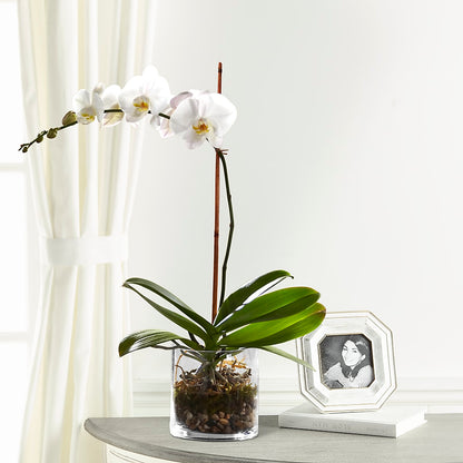 White Orchid Planter –  Greater Wichita Flower Shop, Wichita KS